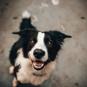 A black and white border collie "smiles" up at the camera